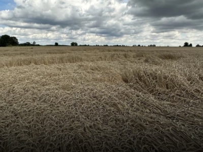Silne opady deszczu będą sprzyjać wyleganiu przed żniwami
