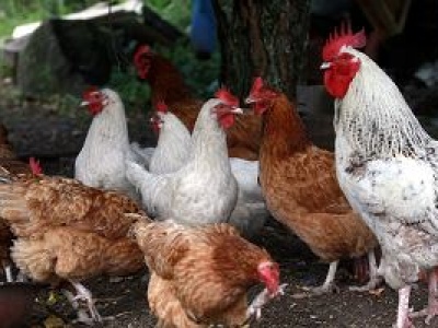 14 mln euro dla polskich rolników w związku z ptasią grypą