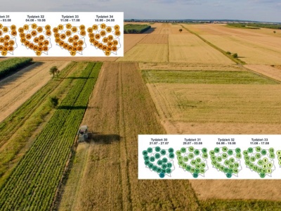 Pogoda na żniwa 2025: Deszcz, upały, a może okno pogodowe na kombajny?