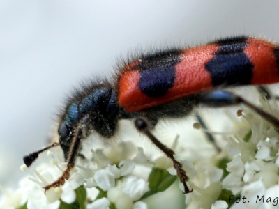 Barciel barcielowi wilkiem, czyli bratobójstwo u Trichodes apiarius