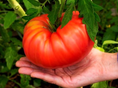 Naturalny „dopalacz”. Daje rekordowe plony pomidorów