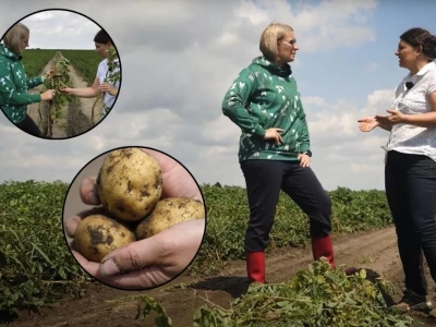 Nie każda plama to zaraza lub alternarioza na ziemniaku! Pogotowie polowe TAP