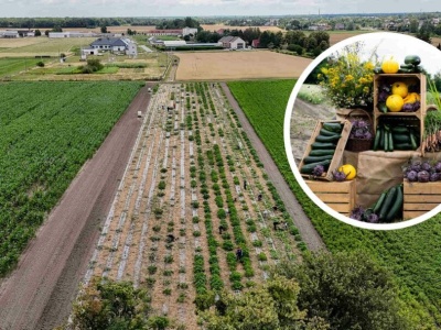 Miejska Farma wyprodukowała ponad 52 tony warzyw dla dzieci i potrzebujących. Rusza drugi sezon.