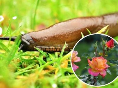 Pożegnaj ślimaki na dobre. Trik z różą daje szybkie i genialne efekty