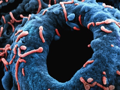 Istnieje tylko po to, by się kopiować. Ten gatunek zaprzecza wszystkiemu, co wiemy z lekcji biologii