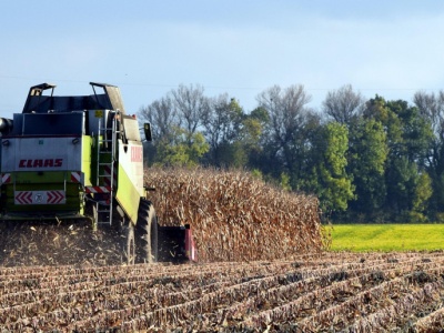 DRV: 5 prognoza zbiorów w Niemczech. Oczekiwane średnie zbiory zbóż i rzepaku