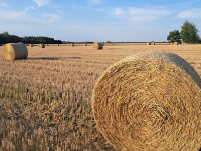 Ile kosztuje słoma? Czy warto wymieniać słomę na obornik? Sprawdzamy jej wartość nawozową