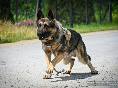 Psy kontra przestępcy. Znamy zwycięzców podkarpackich eliminacji do Mistrzostw Policji [ZDJĘCIA, WIDEO]