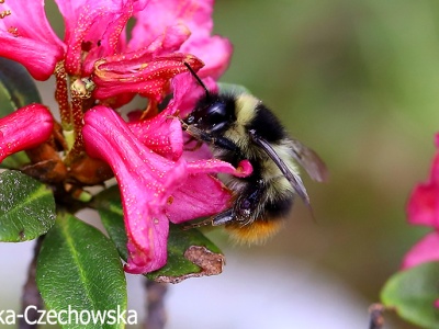 Trzmiel żółtopasy (Bombus sichelii)