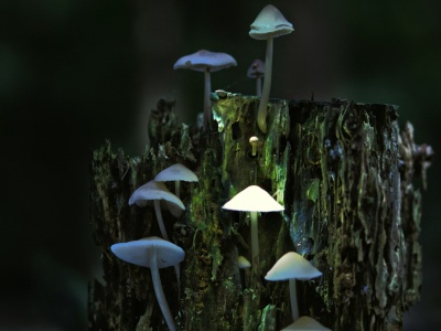 Psylocybina dobra nie tylko dla ducha, ale i ciała! Zaskakujące wyniki badań
