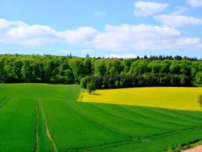 Wsparcie dla rolników planujących inwestycje leśne na swoich gruntach