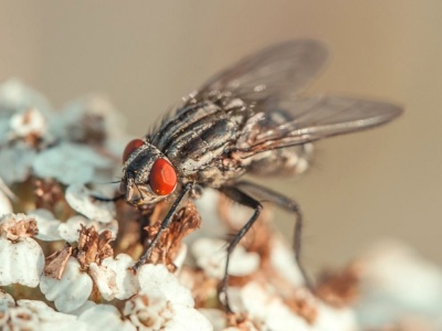 Spray gotowy w kilka sekund. Muchy boją się go jak ognia