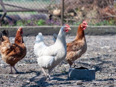 Rzekomy pomór drobiu uderza w zagłębie hodowlane – kolejne ognisko w powiecie żuromińskim
