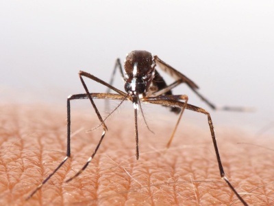 WHO bije na alarm. Chikungunya grozi globalną epidemią