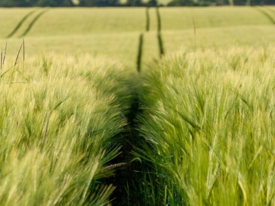 Pierwszy raport DBV z niemieckich zbiorów 2025