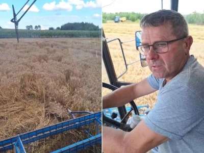 Rolnik kosi zboże, żeby uratować co się da. 