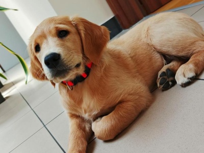 To przyszły psi ratownik w straży pożarnej. Golden retriever rozpoczyna szkolenie