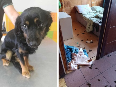 Areszt dla 22-latki z Nakielnicy. W domu zostawiła dwa psy, sama wyjechała na wakacje