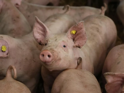 Więcej czasu na złożenie wniosków dla hodowców świń o wsparcie z KPO