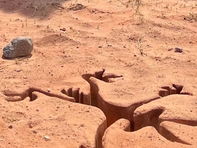 Coyote vs. Acme z nowymi materiałami i nie tylko. Porzucony przez Warner Bros film ma datę premiery
