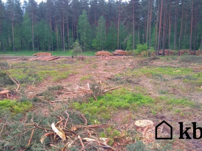 Drewno opałowe za 30 zł/m3? Legalny trik, o którym nie powiedzą ci dostawcy drewna