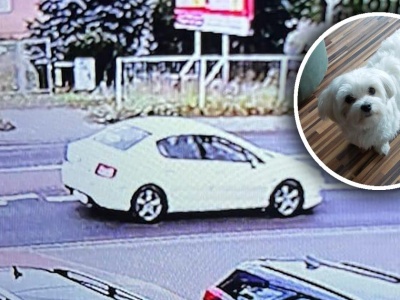 Szokujące porwanie maltańczyka w Gnieźnie. Rodzina błaga o pomoc