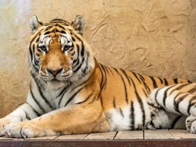 Nowy tygrys w Śląskim Ogrodzie Zoologicznym. Przyjechał z Pragi