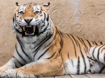 Tygrys Tiber- nowy mieszkaniec ZOO w Chorzowie