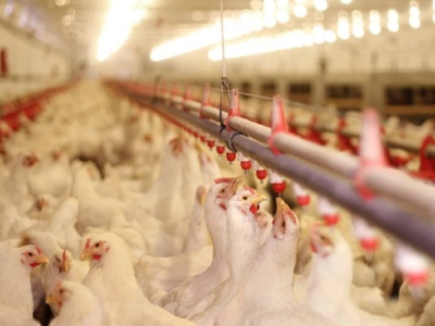 30.07.2025 Ceny skupu kurczaka i sprzedaży tuszki: stawka wolnorynkowa przekroczyła 6,00 zł/kg