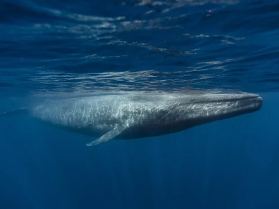 Płetwale błękitne przestały śpiewać. Co mówi nam oceaniczna cisza?