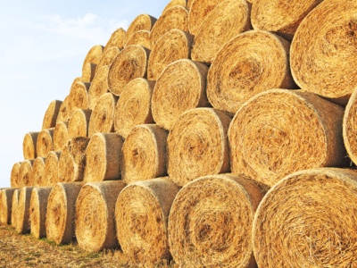 Zbiory zbóż, warzyw i owoców 2025. GUS podał wstępne szacunki