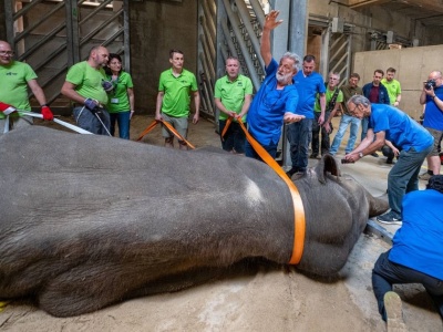 To była jedna z najtrudniejszych operacji w historii zoo. Słoń Taru stracił cios