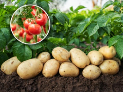 Warzywni krewni. Ziemniaki pochodzą od przodków pomidorów