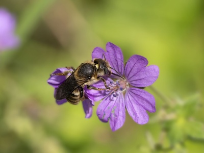 Bodziszek pirenejski – Geranium pyrenaicum BURM.F.
