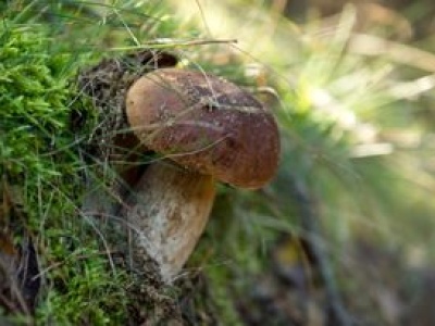 Sezon na grzyby rozpoczął się wcześniej niż zwykle