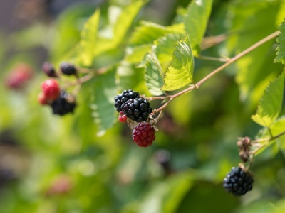 Jeżyny w zielarstwie – liście, kwiaty, pędy, owoce, korzenie