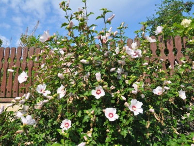 Hibiskus w twoim ogrodzie. Jak odpowiednio pielęgnować krzew, aby pięknie rozkwitał?