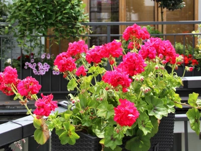 Liście pelargonii stają się czerwone? Jak ratować roślinę