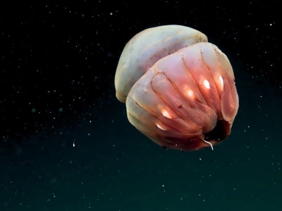 Transmisja na żywo z dna oceanu. Nagrali odkrycie 40 nowych gatunków