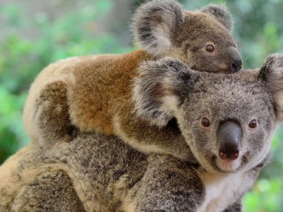 Szczepienia przed podróżą do Australii – zalecenia i wymagania