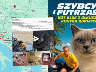 Olkusz: zaginiona kotka znalazła się 1000 km od domu, wlazła w zderzak i wysiadła dopiero w Chorwacji