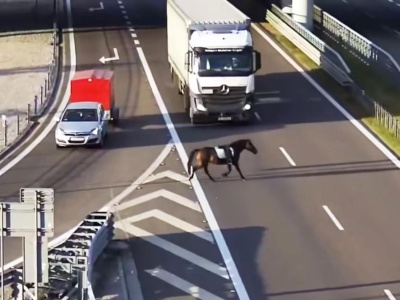 Koń na drodze S19 w kierunku Rzeszowa. Niecodzienny uciekinier zaskoczył kierowców [WIDEO]