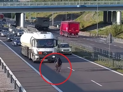 Osiodłany koń biegł po ekspresówce. Kierowcy zachowali zimną krew