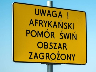 ASF dziesiątkuje estońskie pogłowie trzody chlewnej. Zagrożenie bezpieczeństwa żywnościowego kraju