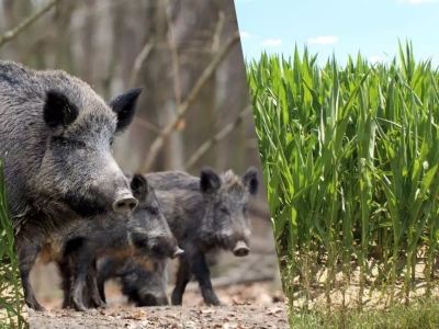 Dziki zniszczyły kukurydzę. Jak rolnik może uzyskać odszkodowanie?