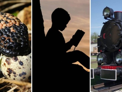 Trudny quiz ortograficzny. Znaczenia niektórych słów nawet nie zrozumiesz