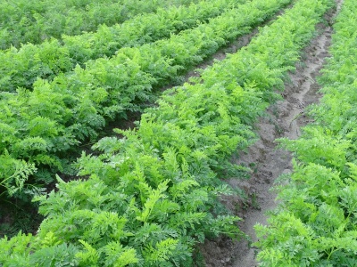 Jak zwalczać rolnice na plantacjach warzyw?