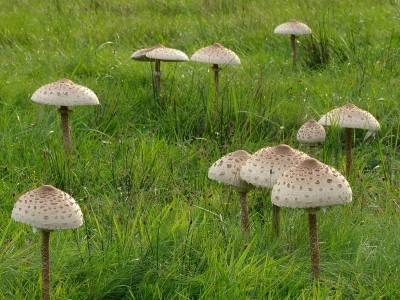 Ten smaczny grzyb bywa śmiertelną pułapką. Jak nie pomylić go z trującym sobowtórem?