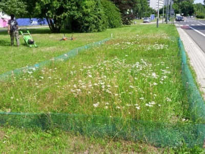 Od przydrożnego trawnika do miejskiej łąki – nowa misja naukowców z Instytutu Botaniki PAN