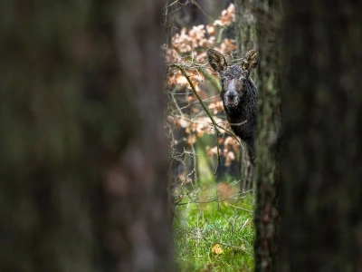 Cztery martwe łosie. Obrońcy zwierząt żądają zmian od właściciela posesji